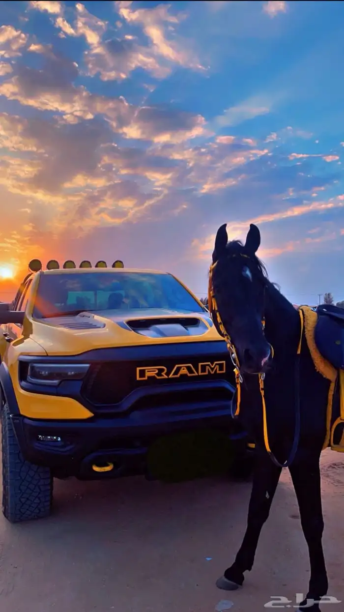 دورة تعليم ركوب الخيل 0