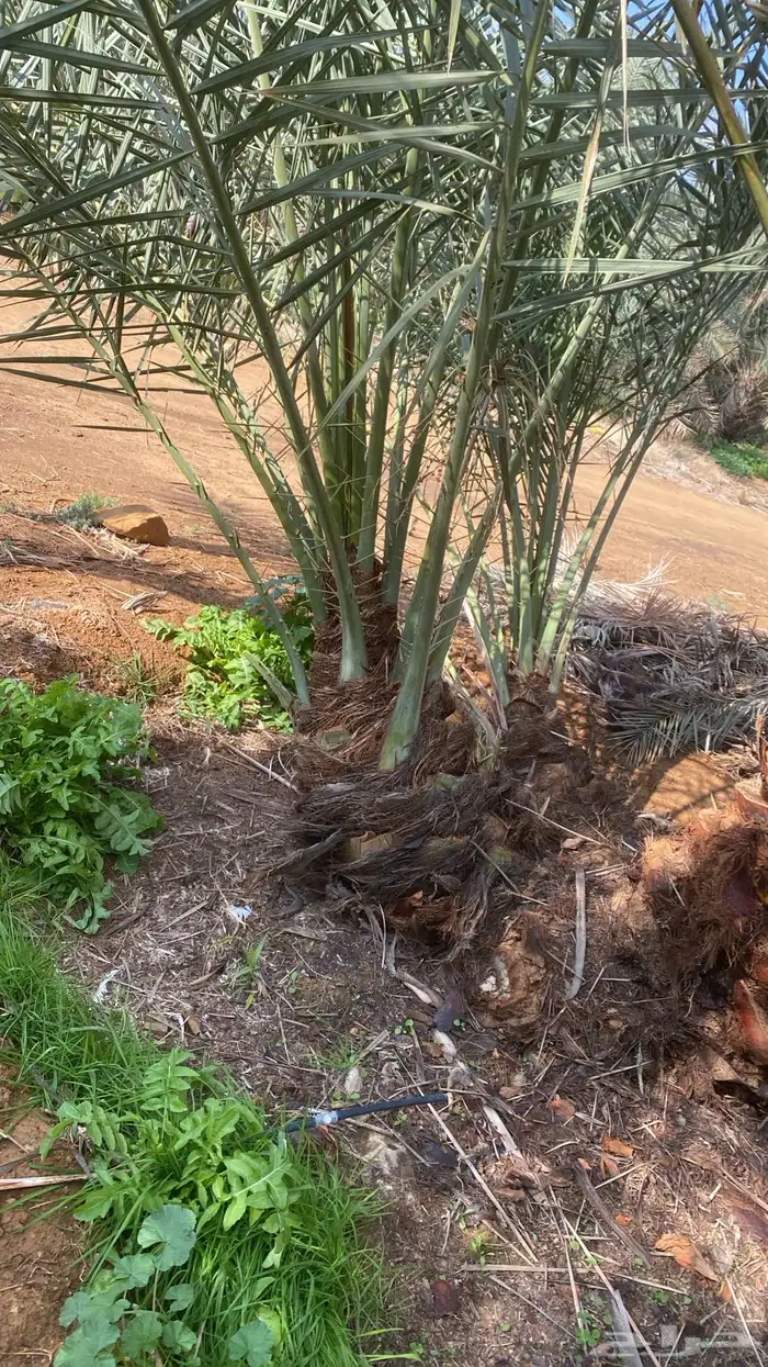 فراخة نخل اخلاص بالقصيم مع القلع والتوصيل العدد 200 1