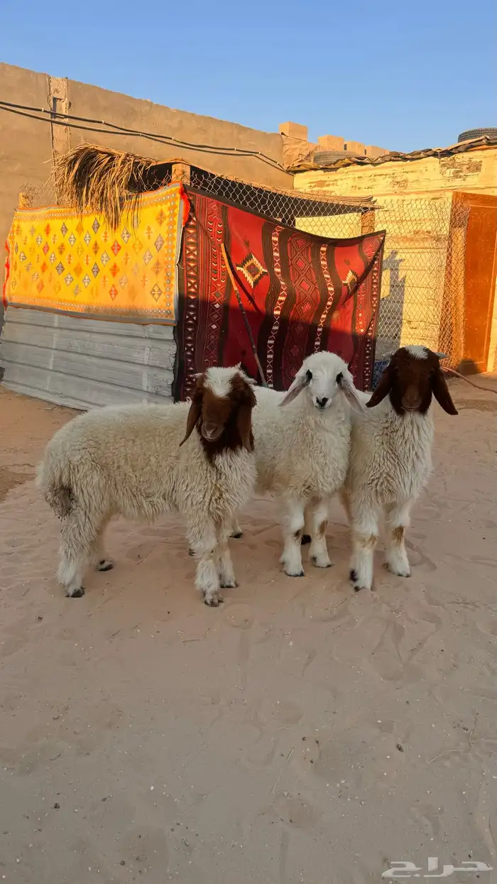 هرفي للبيع 4