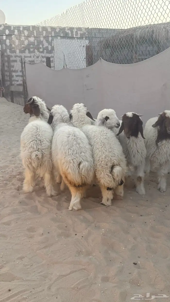 هرفي للبيع 0