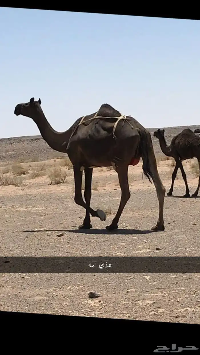 فحل مجهم 4
