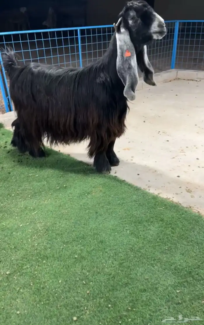 عنز عارضية صنف نادر خصم تم البيع 0