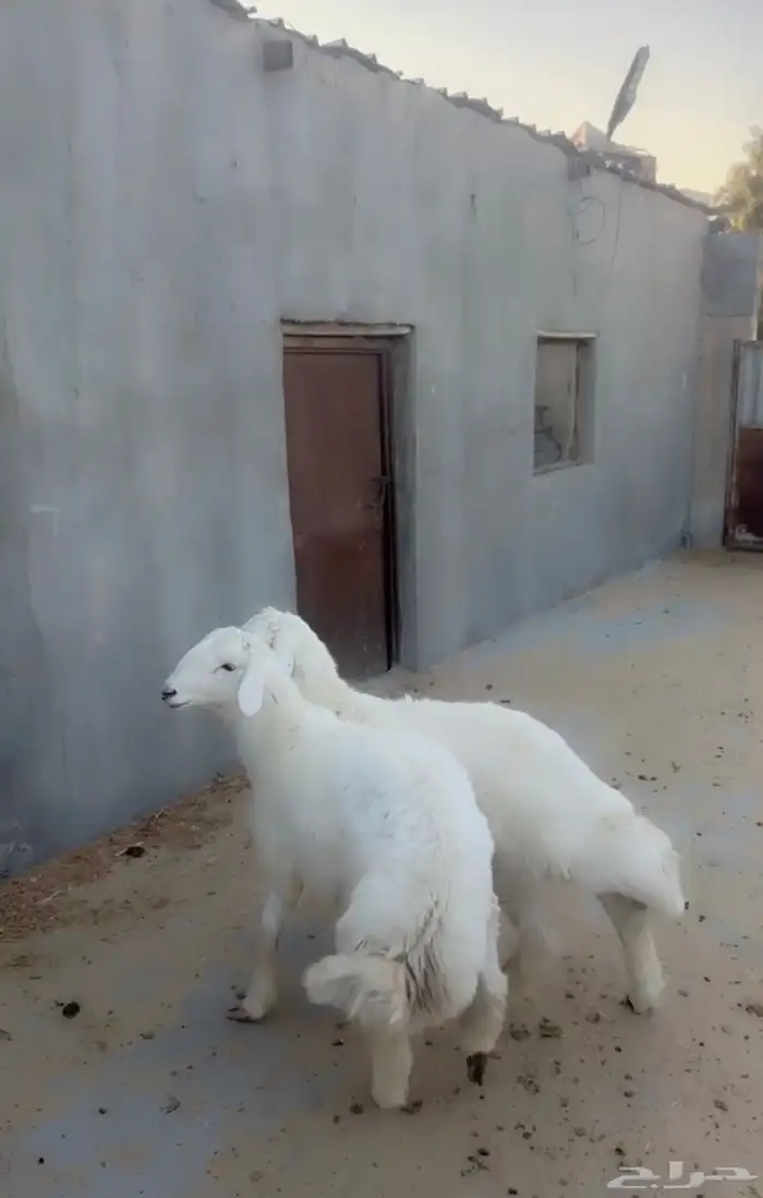 طليان حريه 2