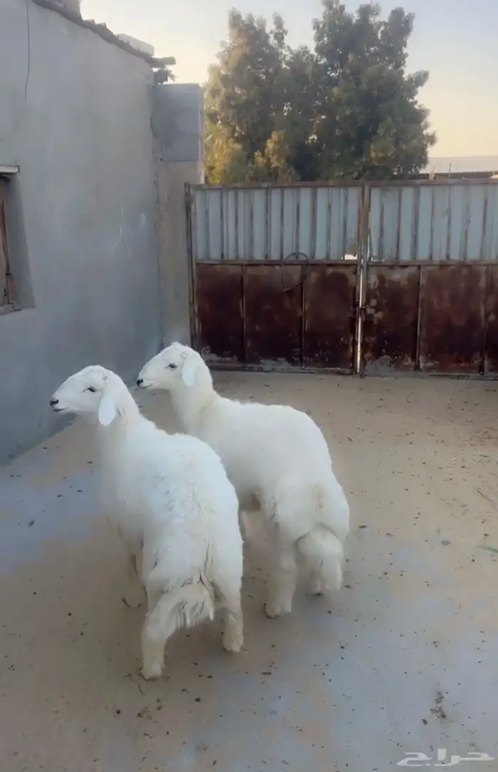 طليان حريه 1