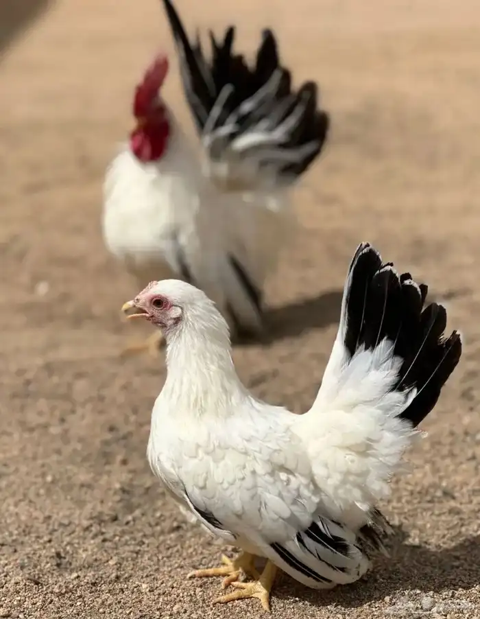 دجاج زينه جابانيز بانتم 1