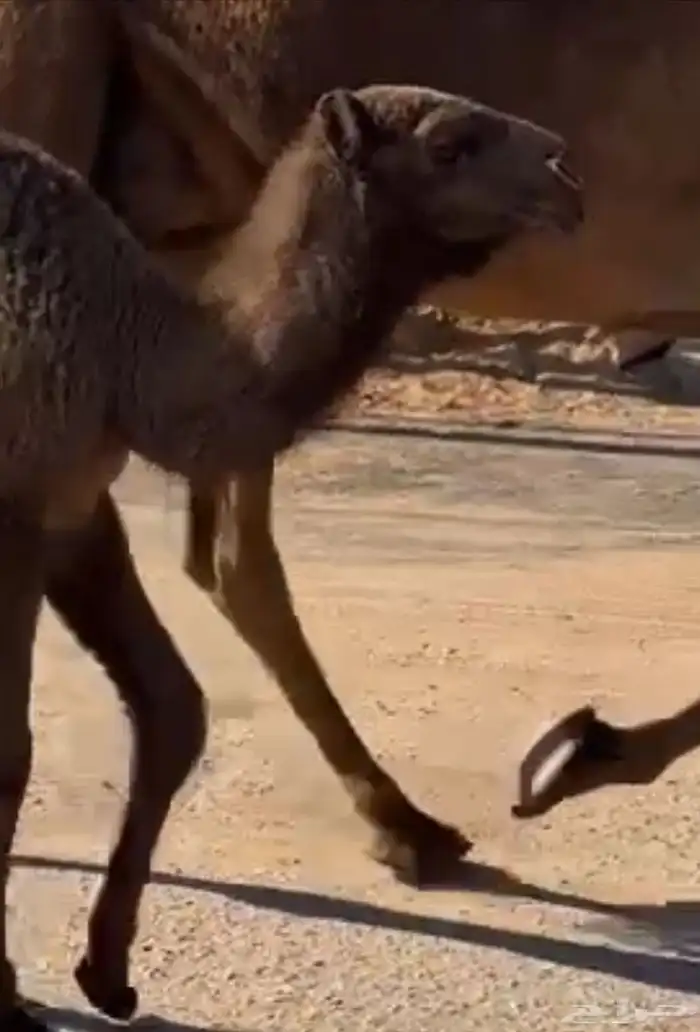 للبيع الخلفه 1