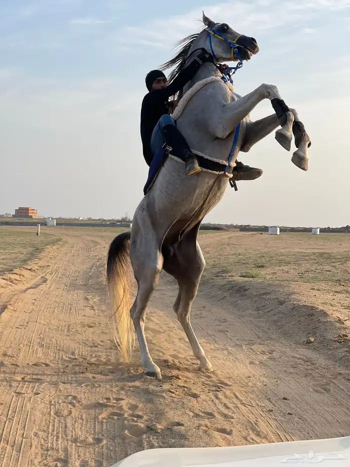 ايجار خيول 3
