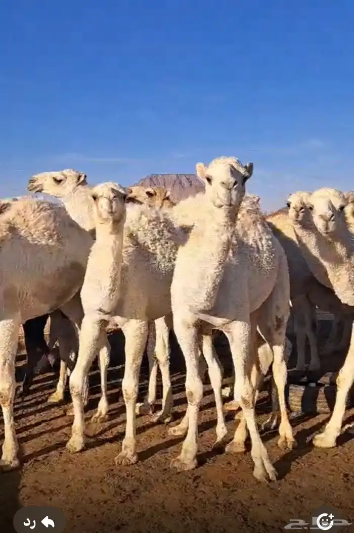 قعدان قصب للبيع 0
