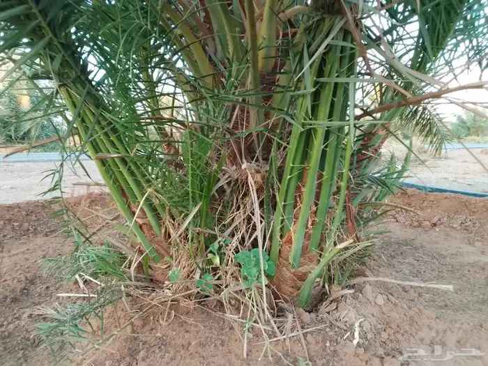 نخل مثمر للبيع 4