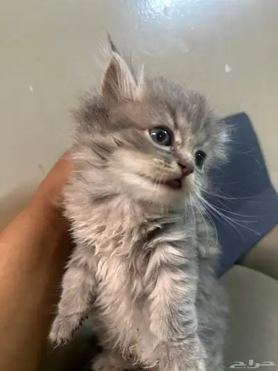 قطط بيع عمر شهرين 350 2