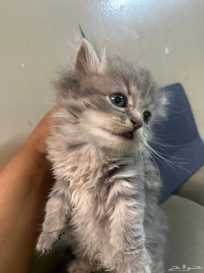 قطط بيع عمر شهرين 350 2