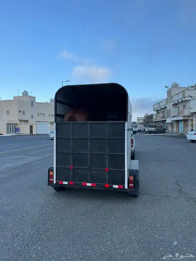 عربه نقل خيل جنوب المملكة العربية السعودية 0