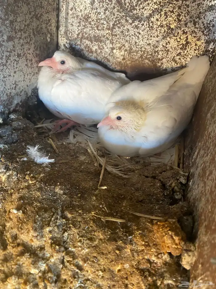 حمام فرنسي 4