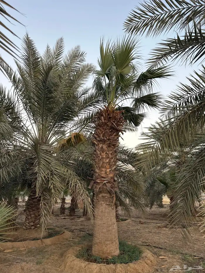 نخل واشنطونيا زينه 0