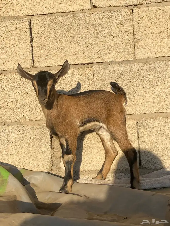 معزا للبيع 8
