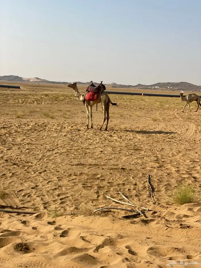 قعود حر طايع السن حق موقع المظيلف 0