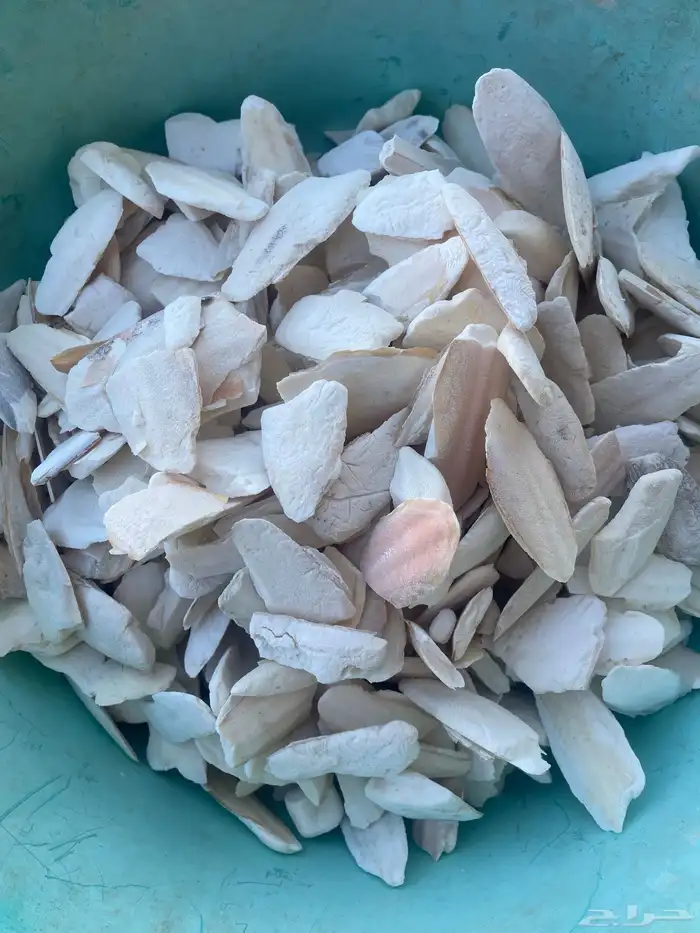 للبيع عظم حبار 2