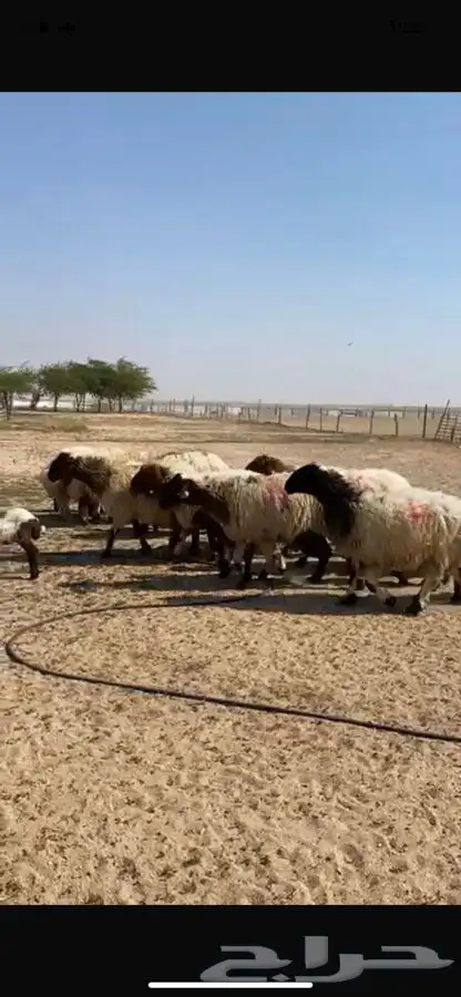 للبيع غنم نعيم متاويم 10 تحته 20 0