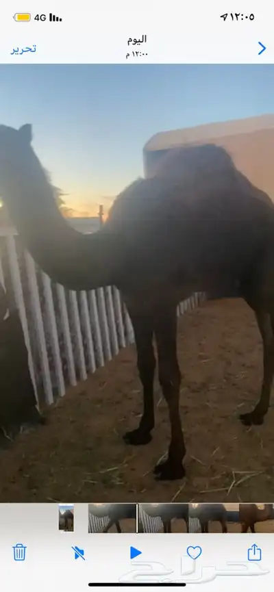 بكرة 0