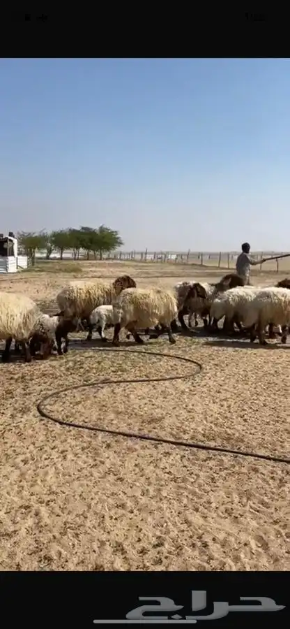للبيع غنم نعيم متاويم 10 تحته 20 7