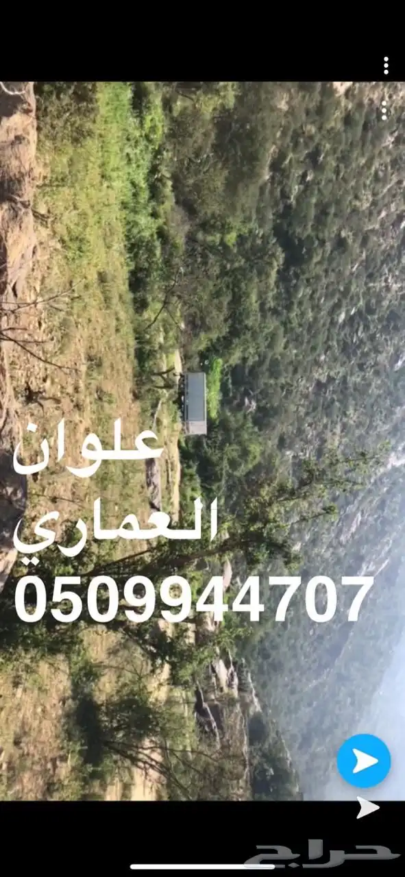 عسل سدر جبلي عسل سمره سدره السدر 3