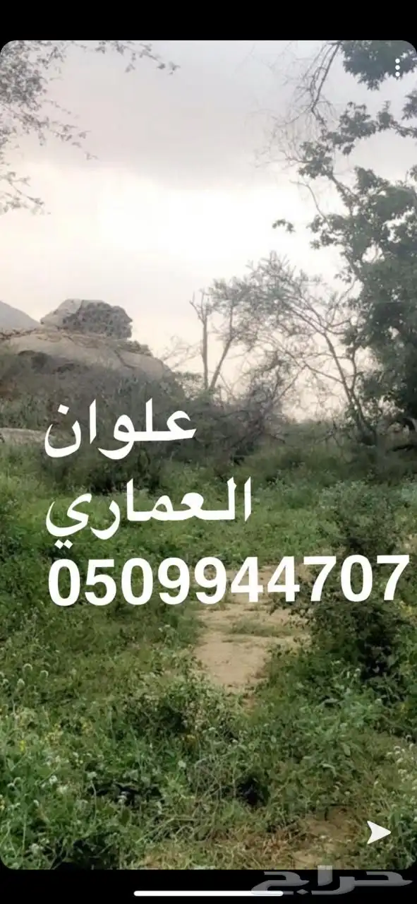 عسل سدر جبلي عسل سمره سدره السدر 4