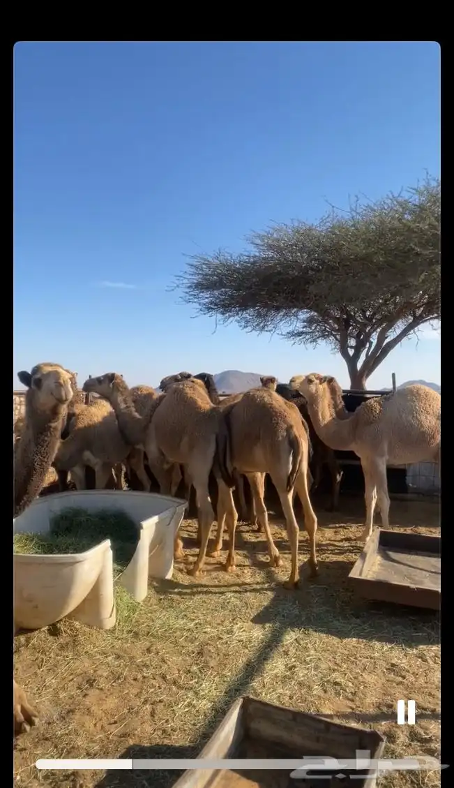 حشو للبيع 0