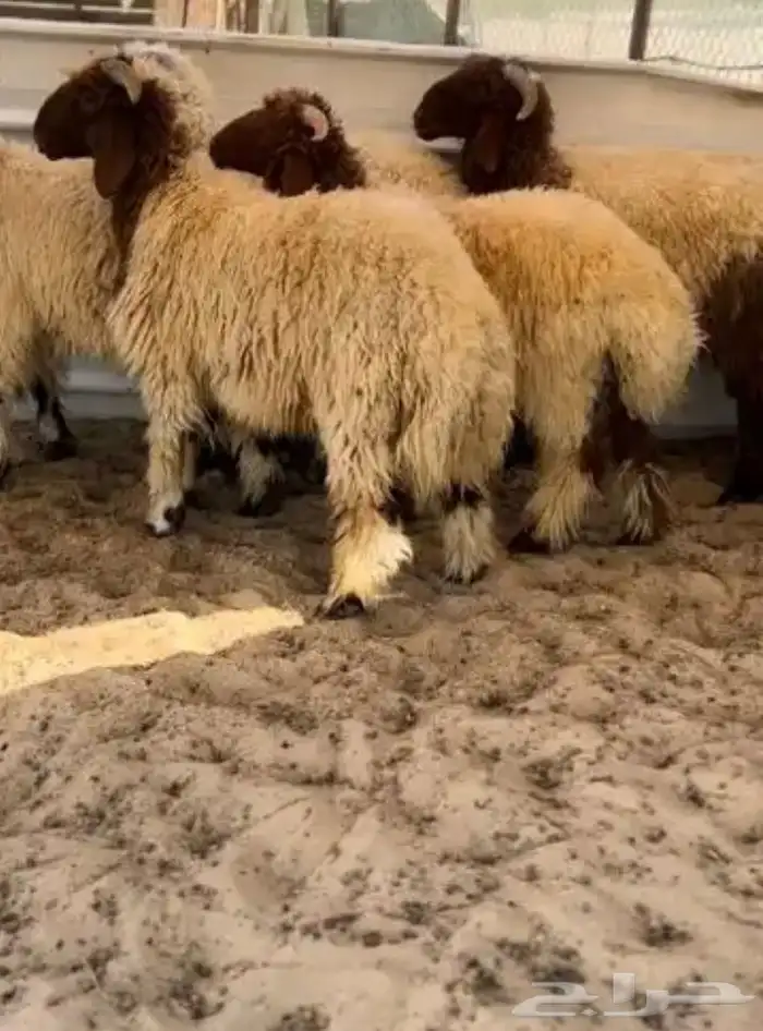 للبيع طليان ((شهر رمضااان المبارك)) 4