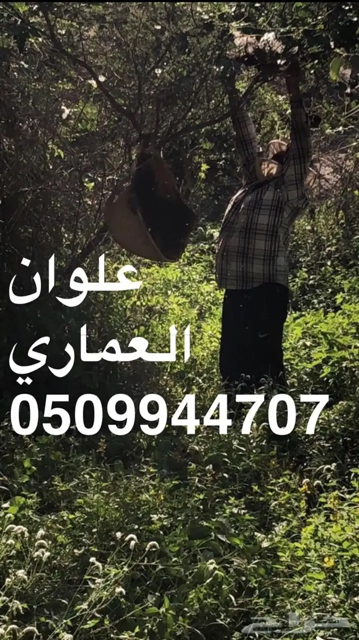 عسل سدر جبلي عسل سمره سدره السدر 5