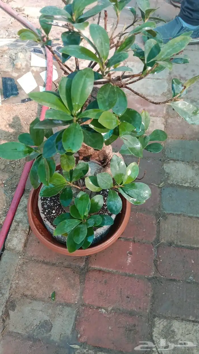 احواض زراعيه جديد ومستعمل مراكن كل المقاسات بسعار مخفضه 10