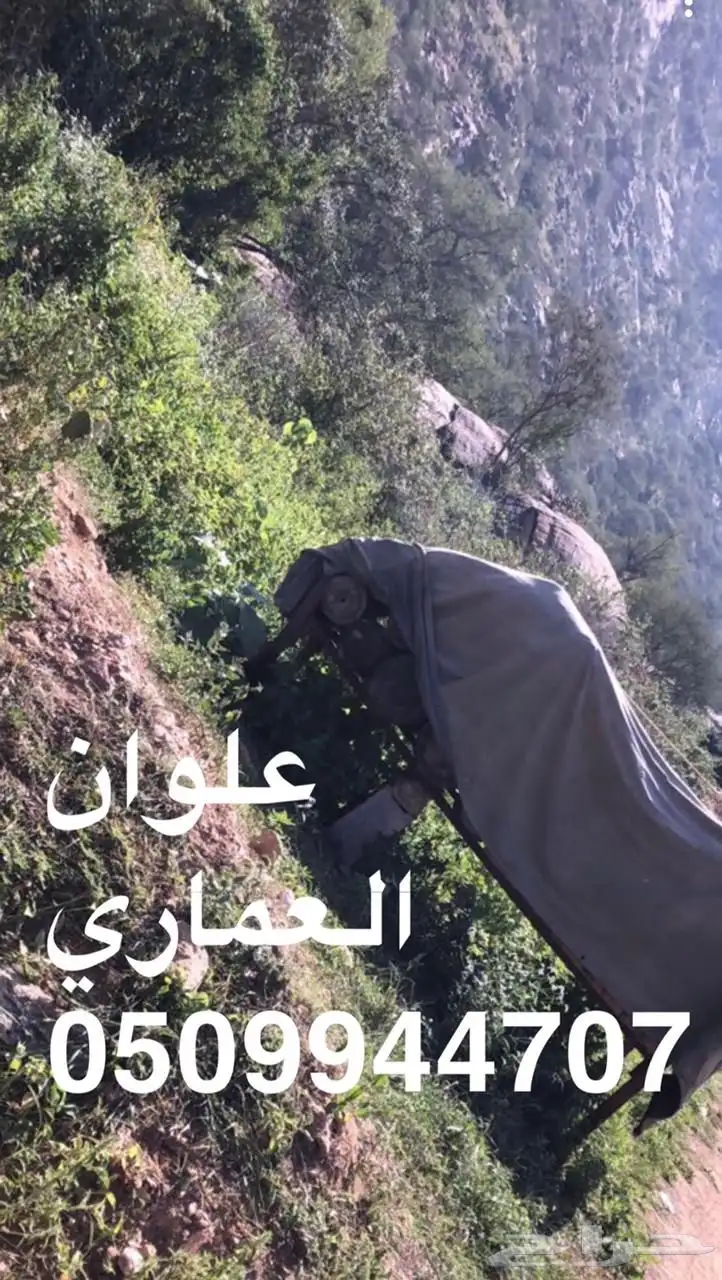 عسل سدر جبلي عسل سمره سدره السدر 6