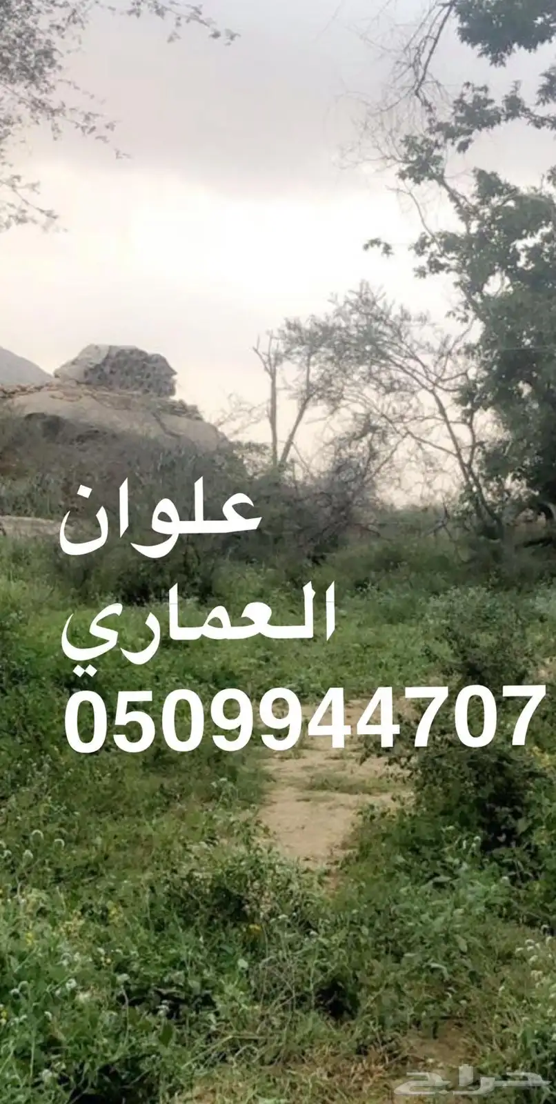 عسل سدر جبلي عسل سمره سدره السدر 7