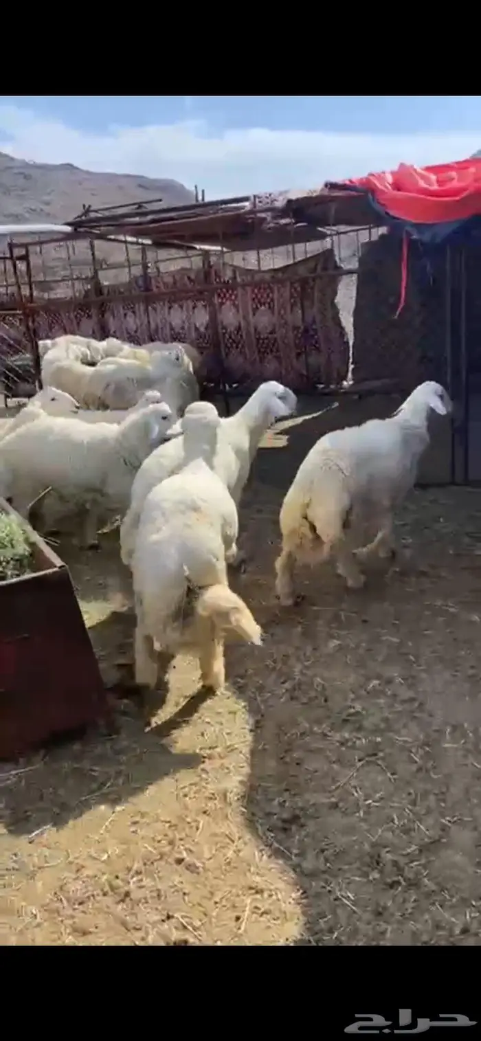 حريات جذعان جبره واصله من وادي الفرع 0