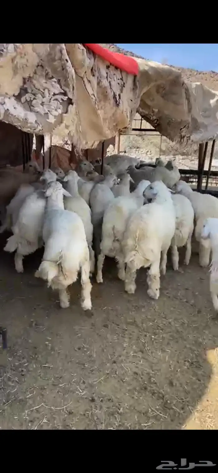 حريات جذعان جبره واصله من وادي الفرع 1