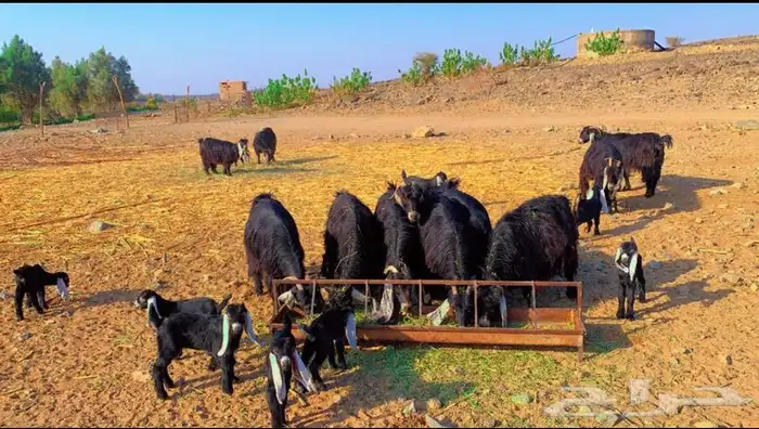 معزاء عوارض صنف خلفات 3