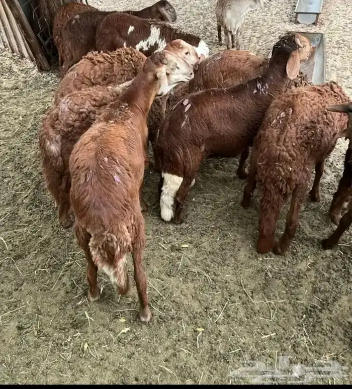 للبيع طليان ((شهر رمضااان المبارك)) 7