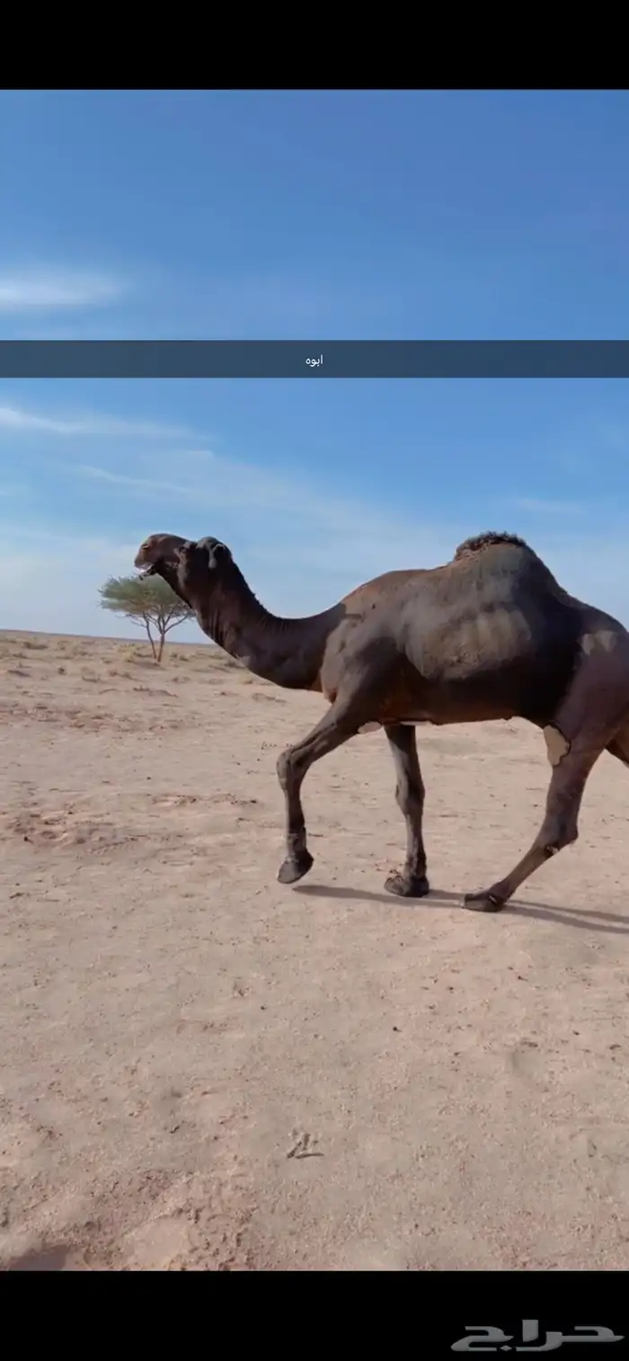 فحل مجهم 7