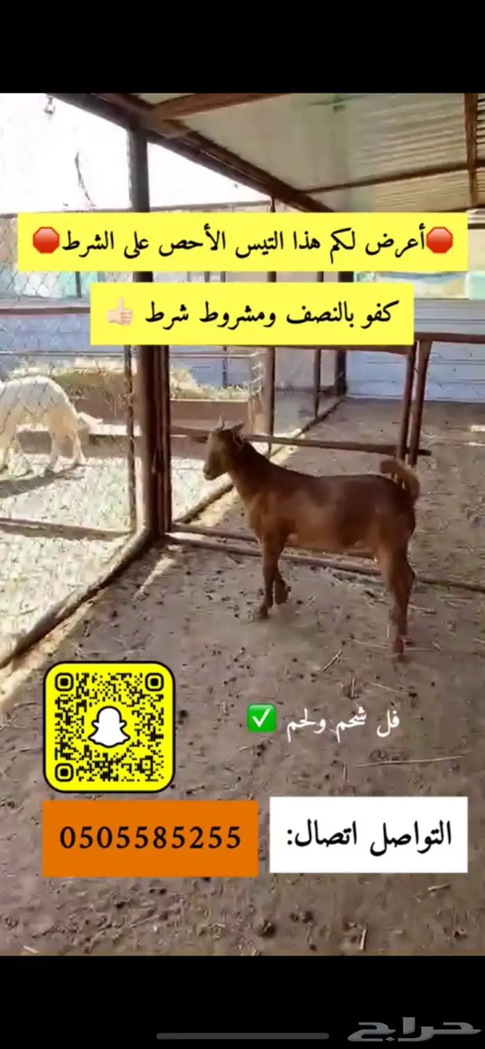تيوس بالنصف ولا كامل مع الذبح والتوصيل 0