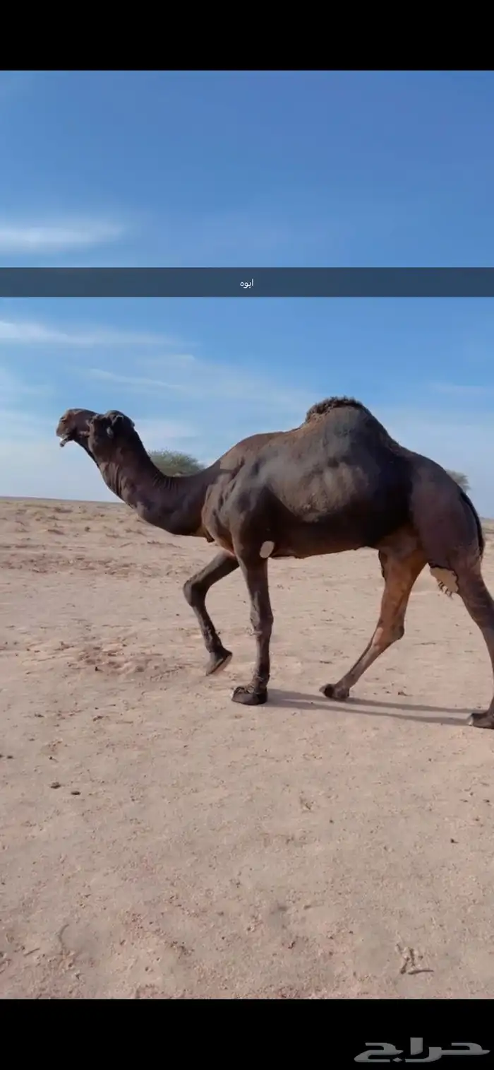 فحل مجهم 8
