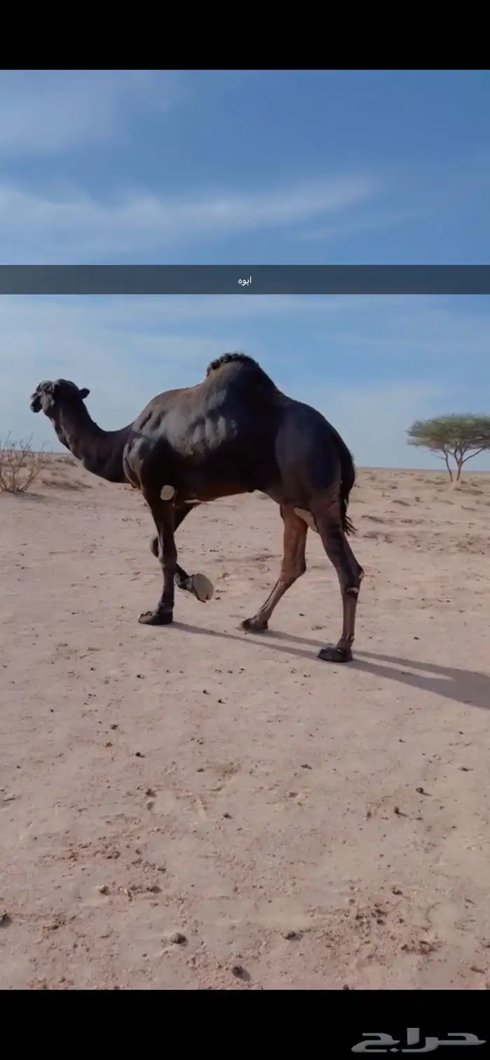 فحل مجهم 9