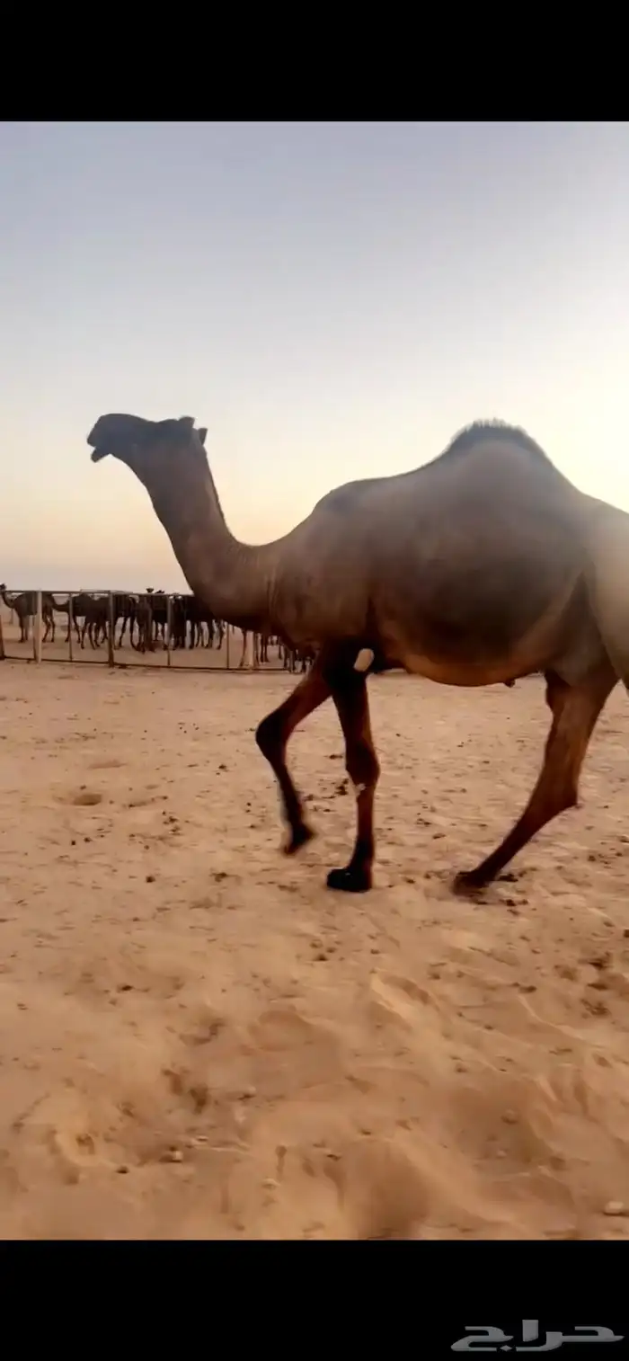 فحل مجهم 0