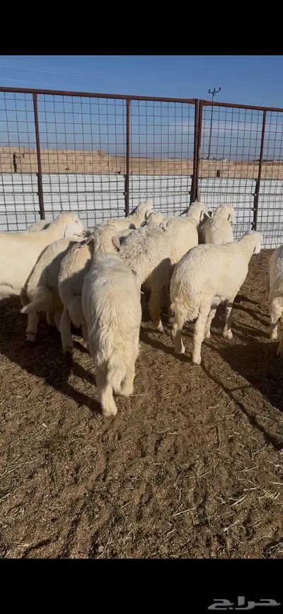 ذبائح 5