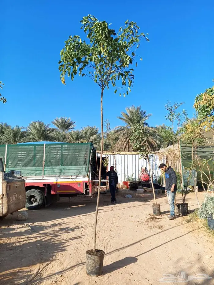 أشجار كاسيا جلوكا وترمناليا منتالي 6