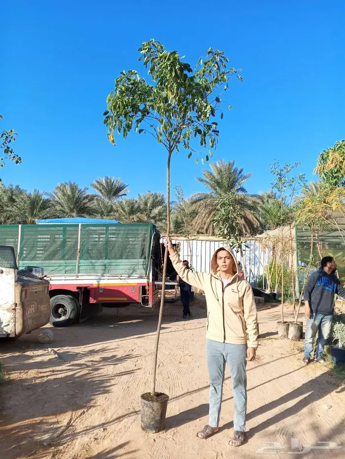 أشجار كاسيا جلوكا وترمناليا منتالي 2