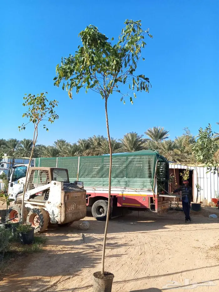 أشجار كاسيا جلوكا وترمناليا منتالي 3