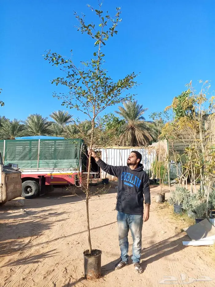 أشجار كاسيا جلوكا وترمناليا منتالي 4