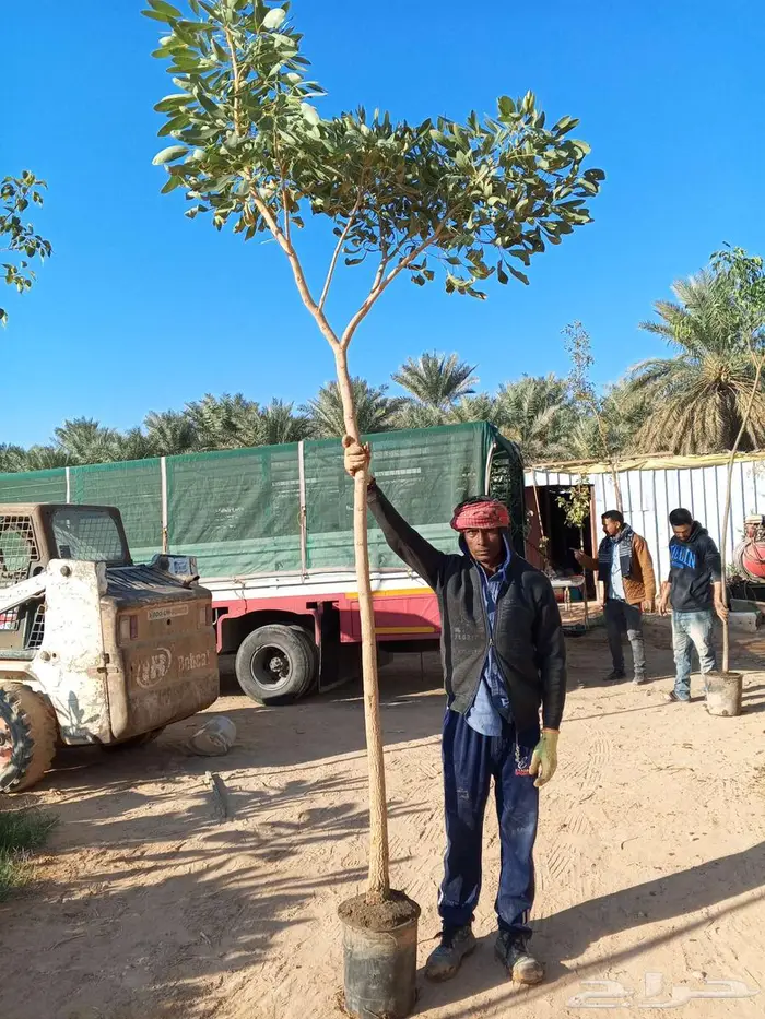 أشجار كاسيا جلوكا وترمناليا منتالي 0