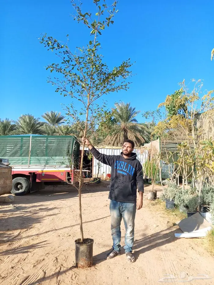 أشجار كاسيا جلوكا وترمناليا منتالي 1