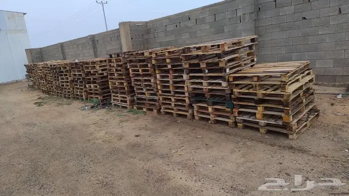 طبالى للبيع عدد 170 حبة 0