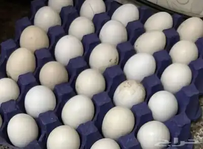 بيض بلدي مخصب 0